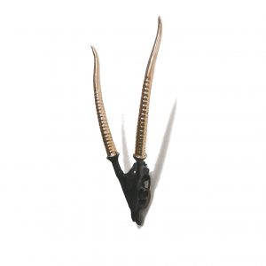 Antelope Skull Brass Horns